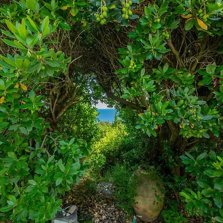 Il Carrubo Capri Gospodarstwo wiejskie *